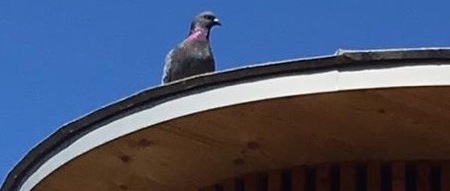 Léon, le pigeon de la place Perdtemps à Nyon